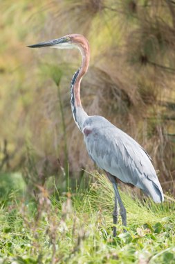 Goliath heron perched in vegetation near lake