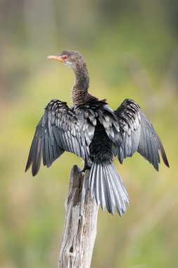 Cormorant perched on post with wings spread