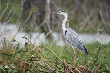 Kara başlı heron dalları yanında su üzerinde tünemiş