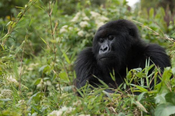 El gorila mira cuesta abajo desde lo alto del arbusto — Foto de Stock