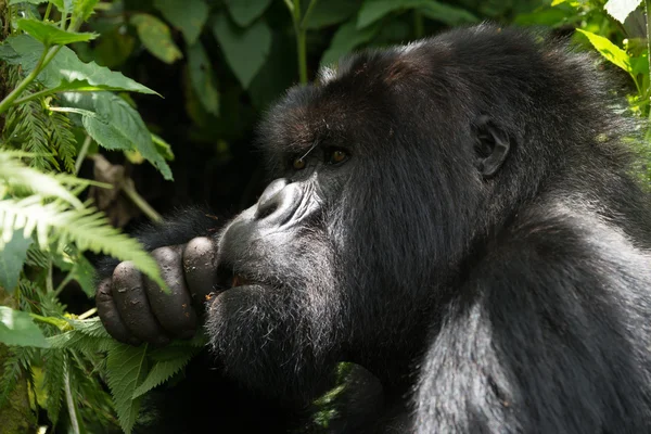 Male gorilla in dappled sunshine chews leaves — Stock Photo, Image