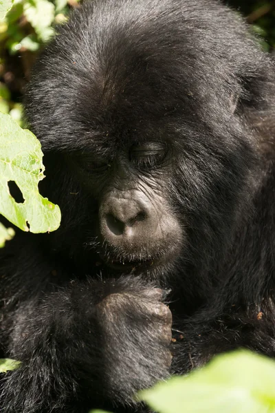 Primer plano de la cabeza de gorila bebé y el puño — Foto de Stock