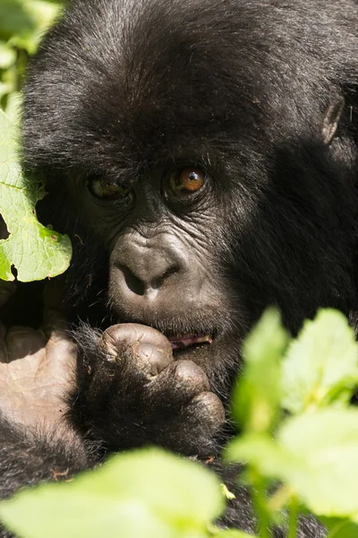 Primer plano del bebé gorila mordiendo un dedo — Foto de Stock