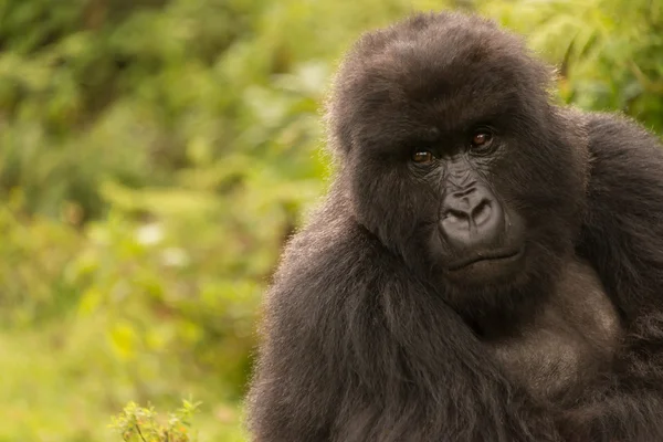 Gorilla in forest looks mournfully into distance — Zdjęcie stockowe