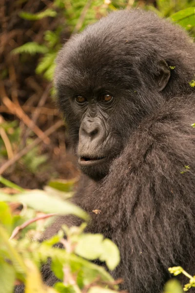 Gorilla surrounded by undergrowth staring into distance — Stock Photo, Image