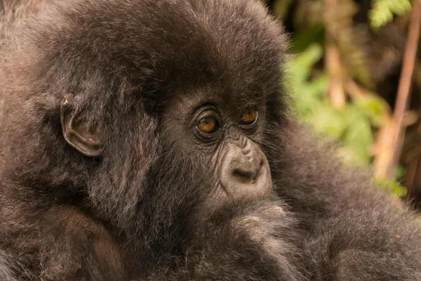 Primer plano del gorila bebé mirando fijamente en el bosque — Foto de Stock