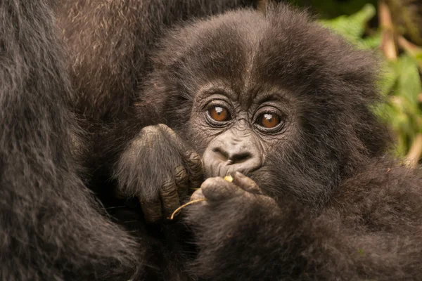 Малышка горилла, которую держит мать жевательная ветвь — стоковое фото