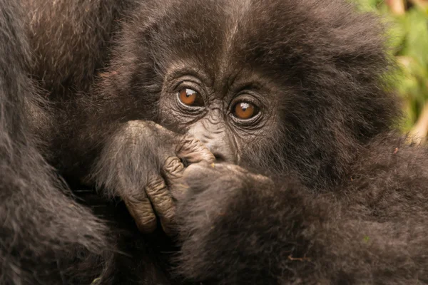 Baby gorilla close-up hiding mouth with hands — Stock Photo, Image
