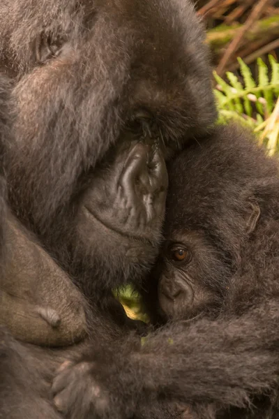 Gorillababy, das von Mutter gehalten wird, sieht schüchtern aus — Stockfoto