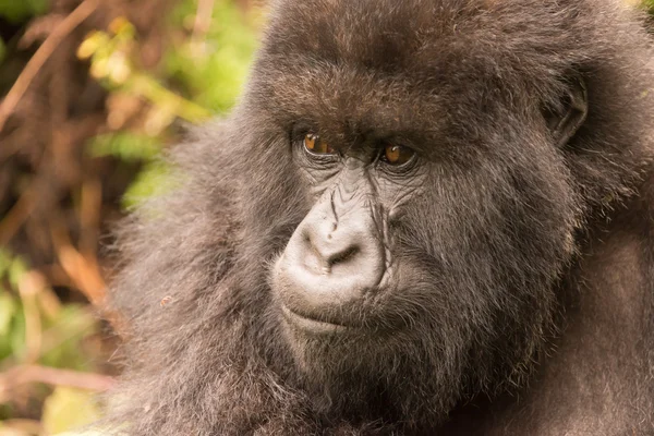Primer plano del gorila en el bosque mirando pensativamente — Foto de Stock