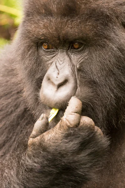 Close-up of gorilla feeding itself in forest — Stock Photo, Image