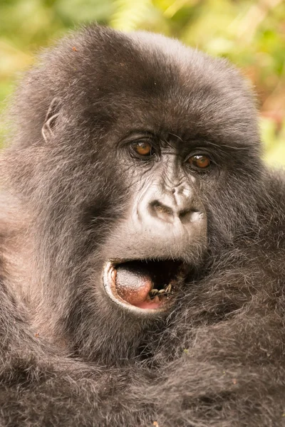 Close-up of gorilla yawning with mouth open — Stock Photo, Image