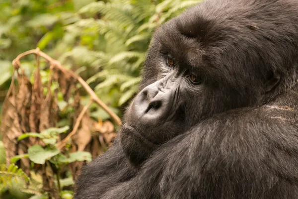 Primer plano del gorila sentado mirando hacia abajo tristemente — Foto de Stock