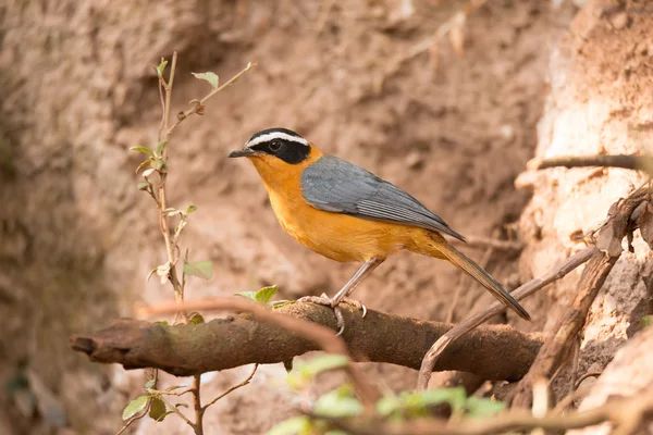 White-browed robin chat on branch beside bank — Stockfoto