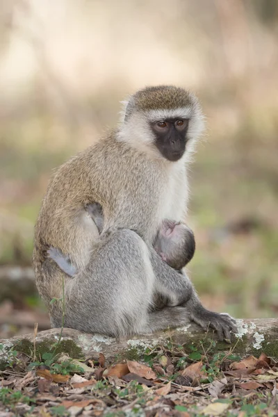 Vervet monkey with black face nursing baby — Stockfoto