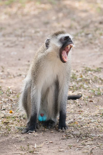 Male vervet monkey yawning on dusty ground — ストック写真