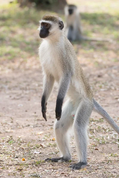 Male vervet monkey standing on hind legs — 图库照片