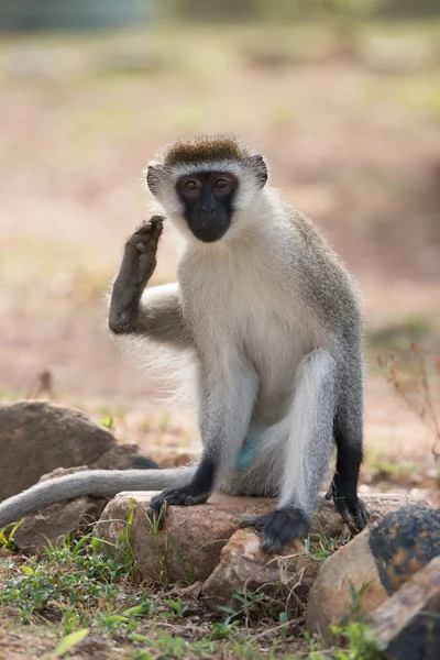 Affenmännchen kratzt sich mit Fuß — Stockfoto