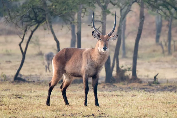 Male waterbuck with horns staring at camera — Stock fotografie