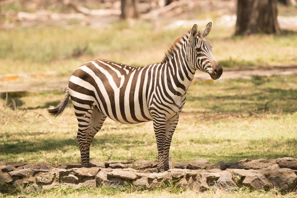 Zebra standing on path looking towards camera — Zdjęcie stockowe