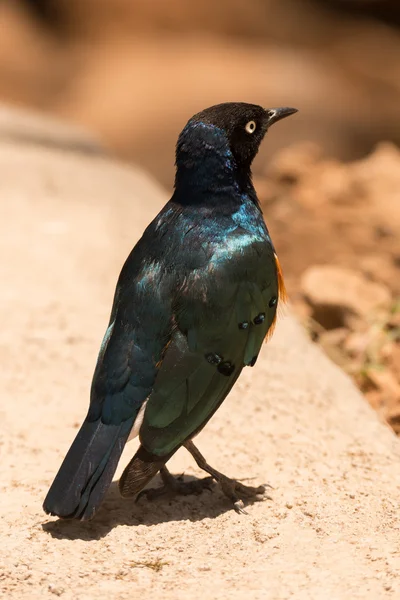 Superb starling perched on kerb beside road — 图库照片