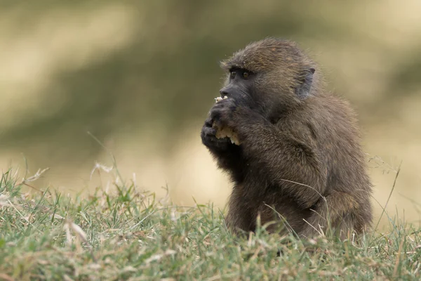 Babuíno bebê na grama comendo com patas — Fotografia de Stock