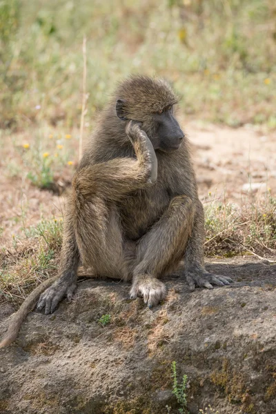 Baboon sitting down scratching head with foot — Stock fotografie