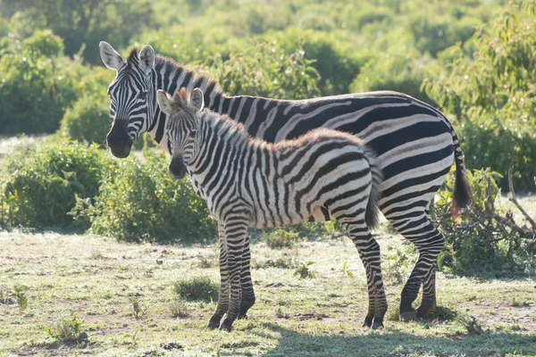 Zebra foal in profile standing beside mother — ストック写真