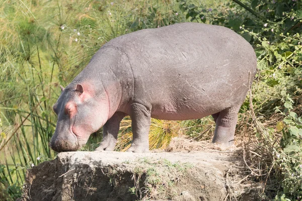 Hippopotamus with eyes closed stands on rock — 스톡 사진