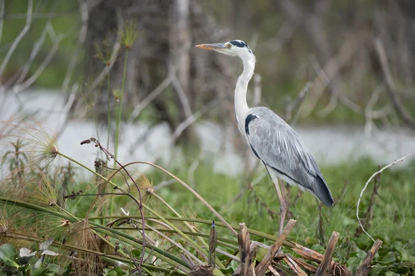 Kara başlı heron dalları yanında su üzerinde tünemiş — Stok fotoğraf