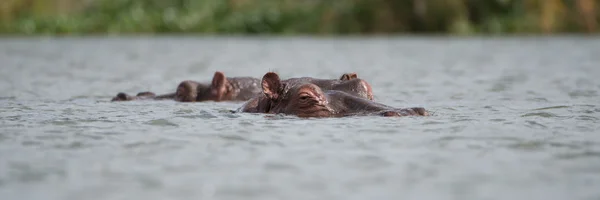 Dos hipopótamos mostrando solo cabezas sobre el agua —  Fotos de Stock