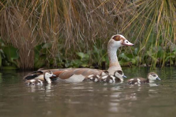 Ganso egípcio com quatro gansos no lago — Fotografia de Stock