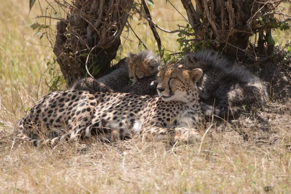 Spí s mláďata za Bushe samice geparda — Stock fotografie