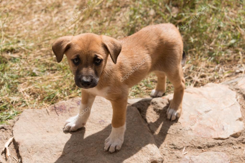 Cachorrinho com meias brancas, olhando para a câmera ...