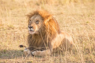 Erkek aslan çim yalan sola bakıyor