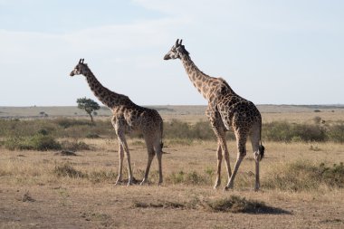 Two giraffes mirroring each other on savannah