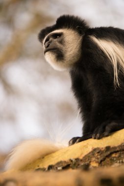 Black and white colobus monkey looking up clipart