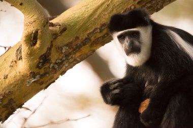 Black and white colobus monkey holding biscuit