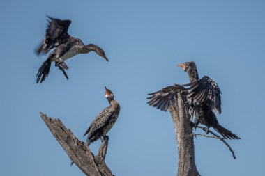 Diğerleri inmek uzun kuyruklu karabatak