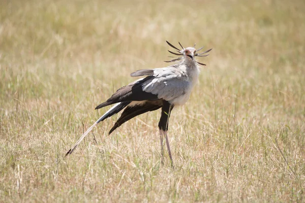 Sekretärsvogel mit schwarz-weißem Gefieder — Stockfoto