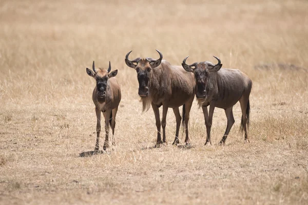 Stoją trzy GNU patrząc na kamery — Zdjęcie stockowe