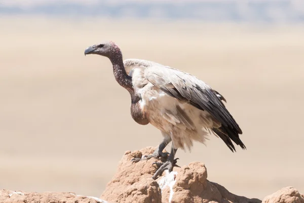 Termit üzerinde Afrika Ak sırtlı akbabası tünemiş