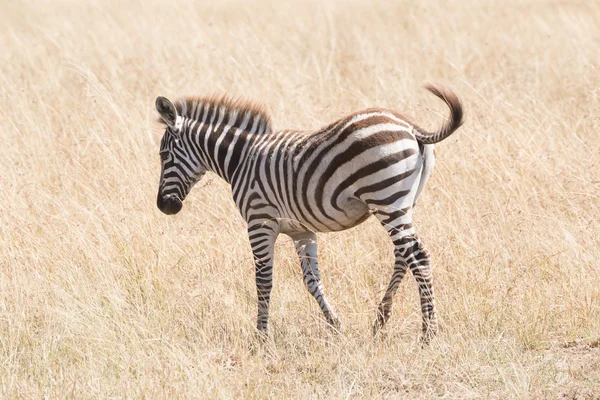 Zebra potro cruza savana cintilando sua cauda — Fotografia de Stock