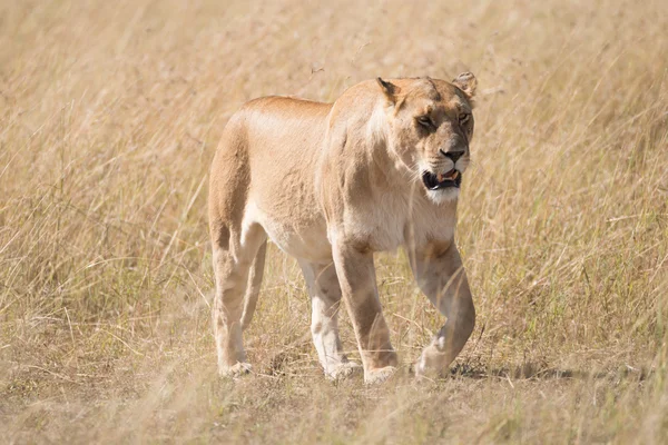 Álmos oroszlán séta lassan egész afrikai szavanna — Stock Fotó