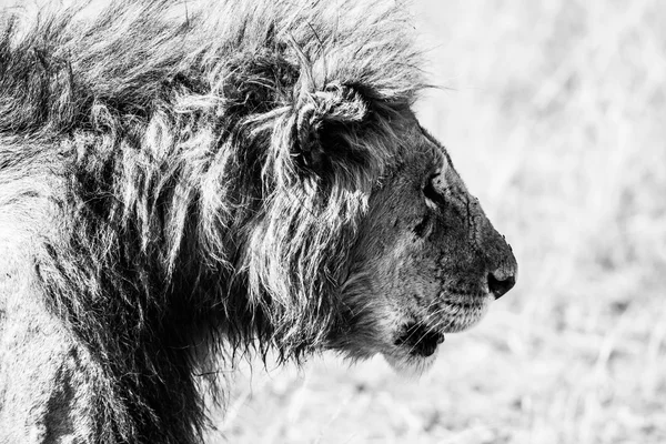 Mono szef mężczyzna lew patrzy przed siebie — Zdjęcie stockowe