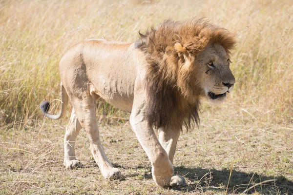 Homme lion marche tête vers le bas à travers la savane — Photo