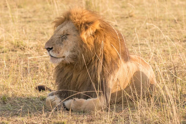 León macho acostado con los ojos cerrados — Foto de Stock