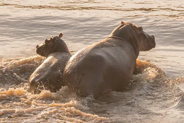 Hippo and her calf wading through river — Stok fotoğraf