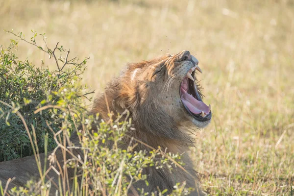 Leão bocejando atrás do arbusto na savana ensolarada — Fotografia de Stock