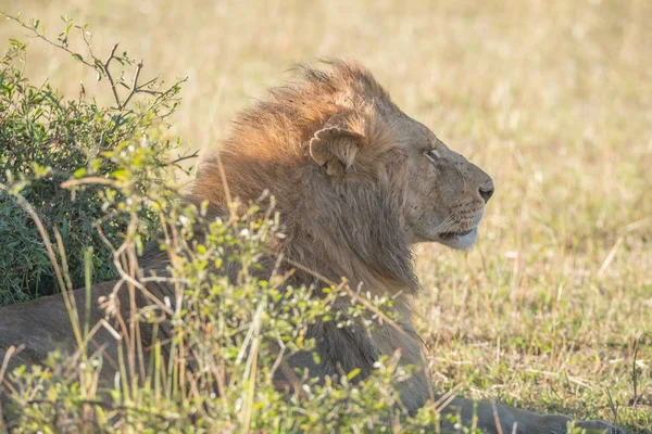 Head of lion behind bush on savannah — Φωτογραφία Αρχείου